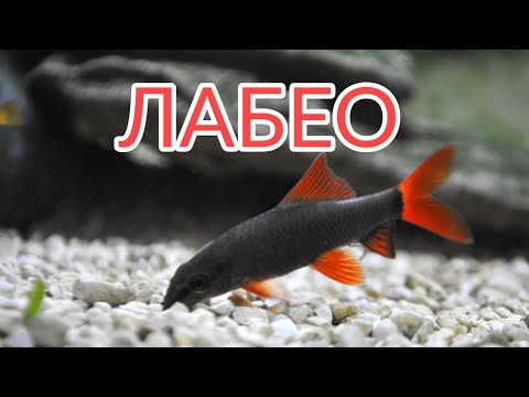 Видео: ЛАБЕО. СОДЕРЖАНИЕ, УХОД, КОРМЛЕНИЕ, РАЗМНОЖЕНИЕ, СОВМЕСТИМОСТЬ.