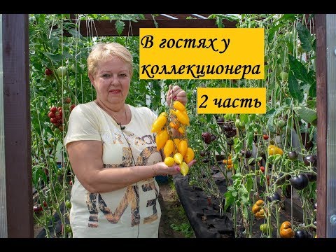 Видео: В гостях у коллекционера томатов . Часть 2. Латвия.