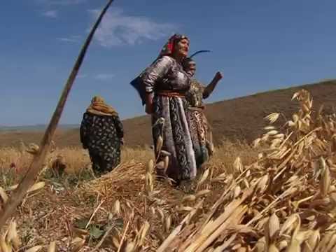 Видео: Обряд жатвы в селе Джангамахи Левашинского района