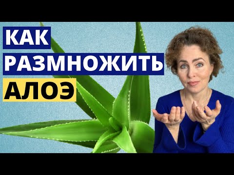 Видео: Как размножить АЛОЭ. Как рассадить АЛОЭ.