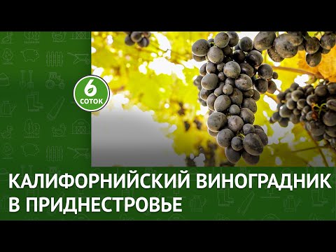 Видео: Калифорнийский виноградник в Приднестровье. 6 соток 25.10.2021