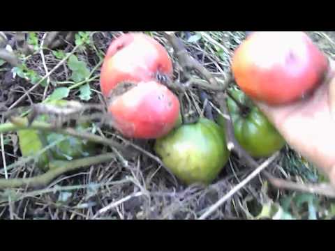 Видео: часть 4 открытый грунт 2018