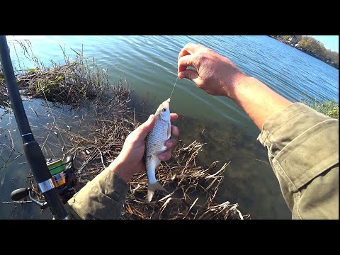 Видео: Фидерная Рыбалка на Днестре. Осенняя тарань 2022, отрываемся на фидер
