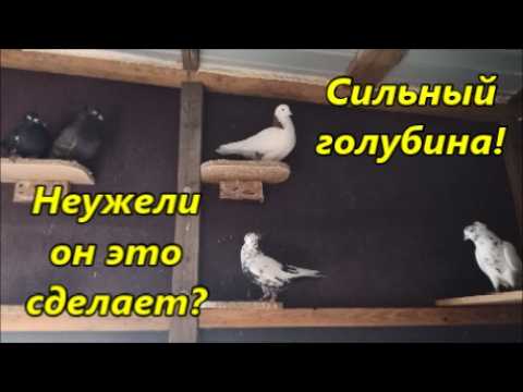 Видео: Бойные и Пермские голуби. Если голуб это сделает, это будет сенсация!