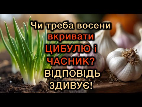 Видео: Чи треба восени вкривати ЦИБУЛЮ і ЧАСНИК? ВІДПОВІДЬ ЗДИВУЄ!