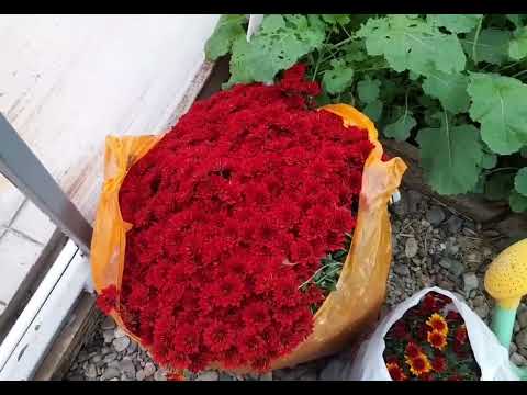 Видео: Наш дом,как замок из камня!   #красимдом#уборкатерритории#деладомашние#