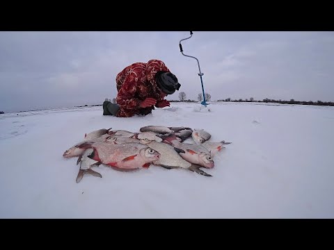 Видео: КИВОК В ПОЛ. КРУПНАЯ ГУСТЕРА В КАЖДОЙ ЛУНКЕ, НЕКОГДА ПРИСЕСТЬ!  Зимняя рыбалка на льду.