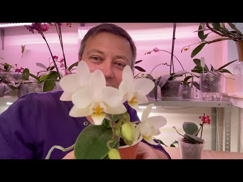 Видео: ТЕМПЕРАТУРА для орхидей ЗИМОЙ, влажность и температура для фаленопсисов