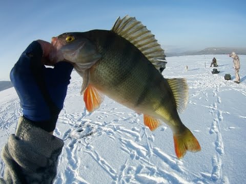 Видео: Первый лед - ноябрь 2016г. - 12 см - Рыбалка на Братском водохранилище !