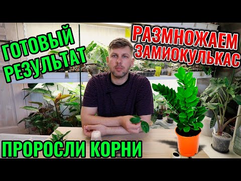Видео: РАЗМНОЖЕНИЕ ЗАМИОКУЛЬКАСА | ВАРИЕГАТНЫЕ КУСТИКИ ПУСТИЛИ КОРНИ | ХОРОШИЙ РЕЗУЛЬТАТ