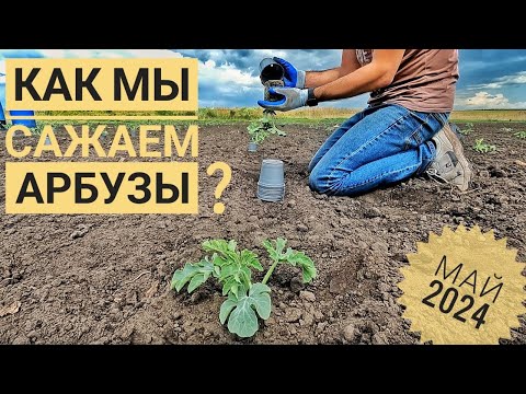 Видео: Как мы САЖАЕМ АРБУЗЫ??? (в мае)