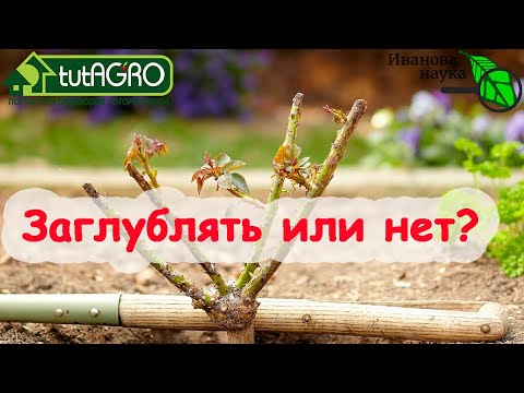 Видео: Как посадить РОЗУ, чтобы она не превратилась в шиповник. Очень простой способ!