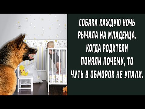 Видео: Собака каждую ночь рычала на малыша. Когда родители поняли почему, чуть в обморок не упали.