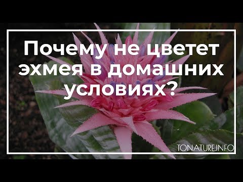 Видео: Почему не цветет эхмея в домашних условиях? | toNature.Info