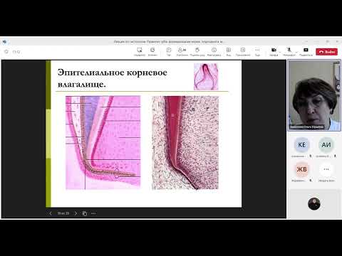 Видео: Лекция по гистологии. Развитие зуба, формирование корня, периодонта, механизмы прорезывания зубов