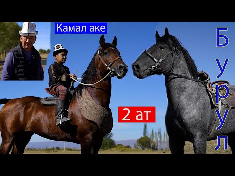 Видео: Бөлтүрүк, Бурул.  Камал акеде ~ Аттын дадилдари чыкты😱😱😱