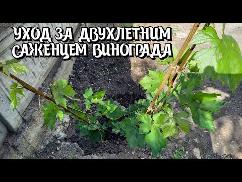 Видео: Уход за двухлетним саженцем винограда.