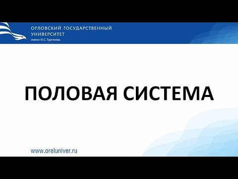 Видео: Половая система. Гистологические препараты