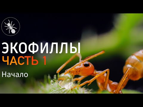 Видео: Я ЗАВËЛ ЭКОФИЛЛ! МУРАВЬИ ПОРТНЫЕ OECOPHYLLA SMARAGDINA