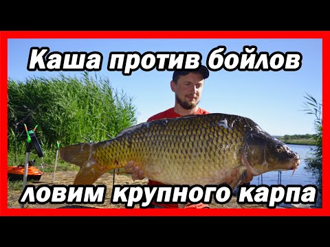 Видео: Каша или бойлы.  Эксперименты. Ловим крупного карпа. Рыбалка с корабликом.