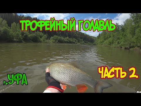 Видео: Трофейный голавль! сплавная рыбалка на спиннинг. часть#2