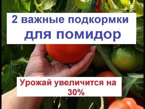 Видео: Как увеличить урожай помидор// подкормка помидор// лечение томата