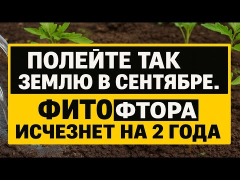 Видео: Один полив в сентябре и фитофтора исчезает на 2 года! Никакого марганца и «Фитоспорина»!