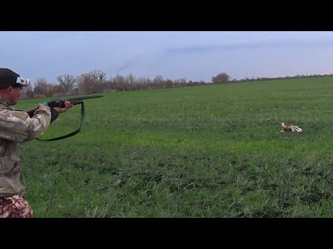 Видео: ЗАЙЦЫ ПОД КАЖДЫМ КУСТОМ !!!!!!!