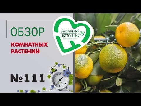 Видео: Обзор растений: фикусы, камелии, цикламены, герберы, папоротники, гиацинты, комнатные розы #111