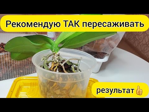 Видео: ПЕРЕСАДКА ОРХИДЕИ / Рекомендую так ПЕРЕСАЖИВАТЬ орхидею и САДИТЬ орхидею в КОРУ