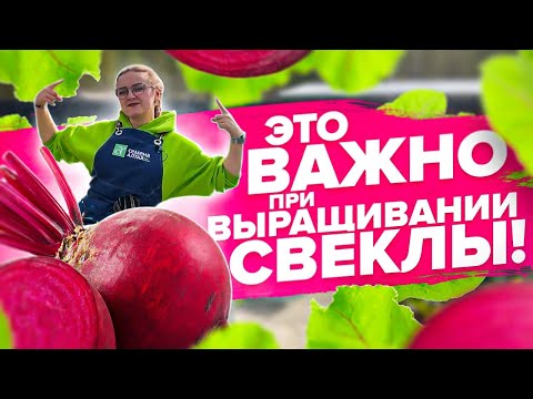 Видео: ВСЕ ЧТО НУЖНО ЗНАТЬ О СВЁКЛЕ! Выращивание свеклы