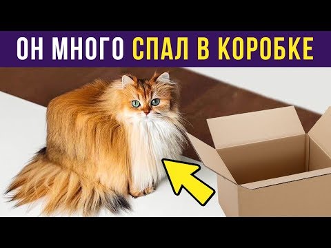 Видео: Приколы. КОТ МНОГО СПАЛ В КОРОБКЕ | Мемозг #172