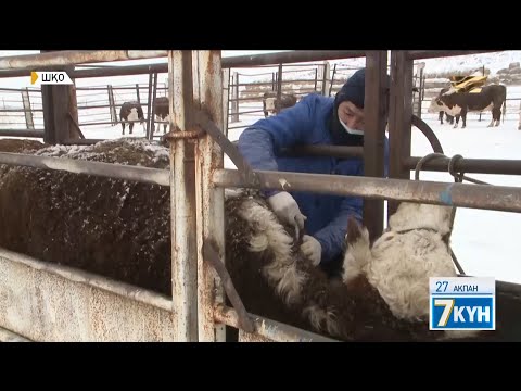 Видео: Мал дәрігері неге тапшы?