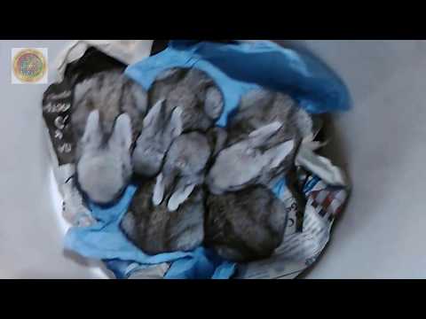 Видео: Как выкормить недельных крольчат