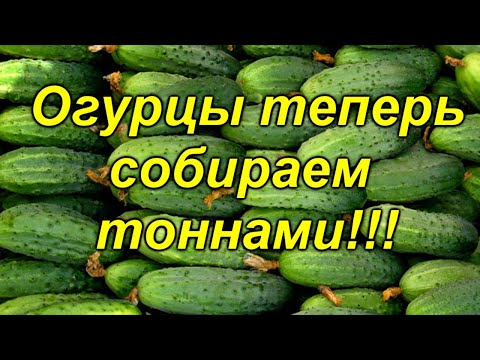 Видео: ОГУРЦЫ при такой формировке дают СУПЕР УРОЖАЙНОСТЬ, МЕГА СУПЕР СПОСОБ!!! ( это работает!)