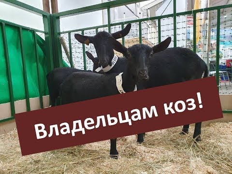 Видео: Анонс! Кетоз и экструдированные корма для коз