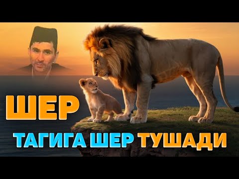 Видео: Мотивация! Шер тагига шер тушади! ~Абдуллох Домла ~Abdulloh Domla |ilmnuri #abdullohdomla #uzmaruza 