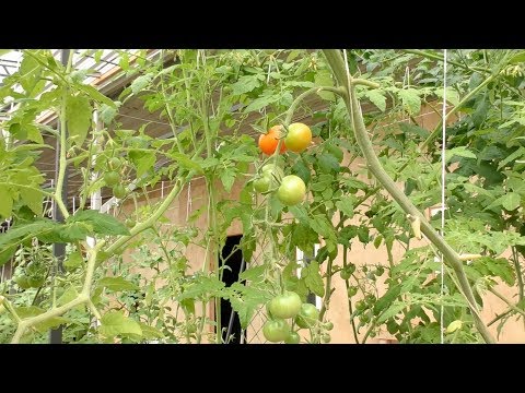 Видео: Вегетарий - будущее органического земледелия.