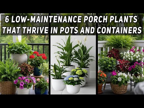 Видео: 6 неприхотливых растений для веранды, которые прекрасно растут и цветут в горшках и контейнерах
