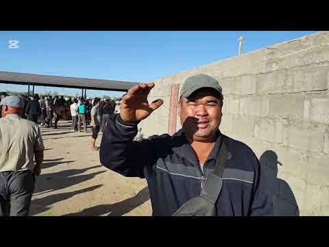Видео: 3 СЕНТЯБР 2025 ЖЫЛ КАРАОЗЕК МАЛ БАЗАР ТАНА КАШАР СЫЙЫР КОШКАР ЕШКИ БАХАЛАРЫ