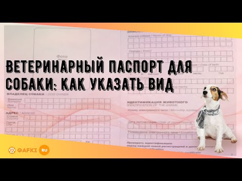 Видео: Ветеринарный паспорт для собаки: как указать вид