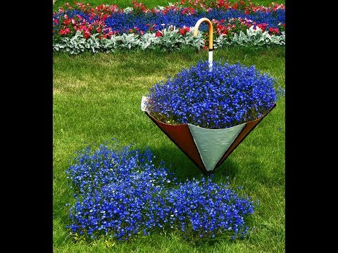 Видео: ЕСЛИ ЛОБЕЛИЯ ВЫТЯНУЛАСЬ ЧТО ДЕЛАТЬ. прищипка лобелии. как правильно. СТРИЖКА лобелии