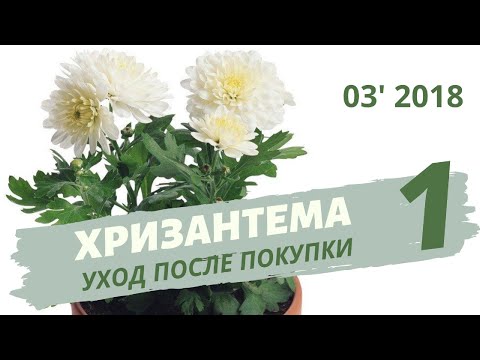 Видео: Как ухаживать за хризантемой в горшке. Часть 1 | Март 2018