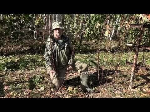 Видео: Зеленый сад фильм № 387 "Виноград." 15.10.22г. г. Хабаровск zeleniisad.ru