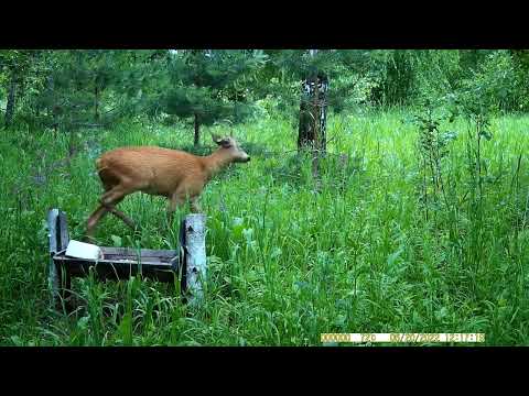 Видео: солонец с июня по август 2022