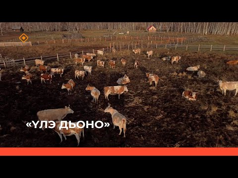 Видео: «Үлэ дьоно»: Чурапчы Мырылатын фермерэ Виктор Петров (24.10.23)