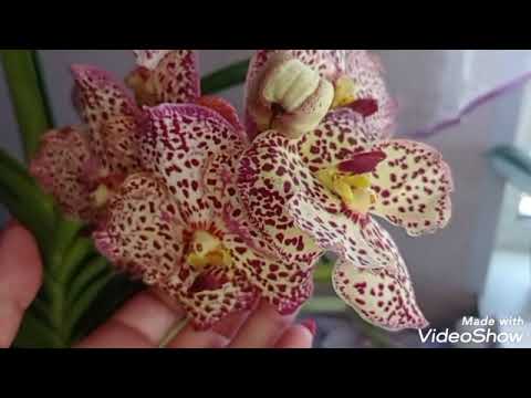 Видео: Цветение орхидеи -Ванда/уход/посадка/полив