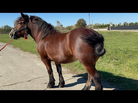 Видео: Лошиця на Продажу 🔥🐴