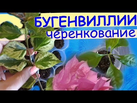Видео: Бугенвиллии: укоренение черенков в грунте.