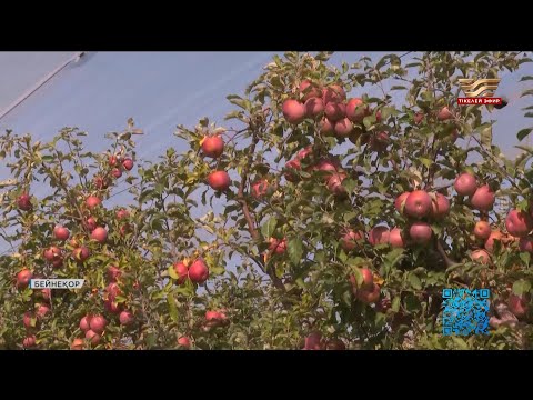 Видео: «Алма көп, апорт жоқ». Алматының алмасын түсімізде көреміз бе?